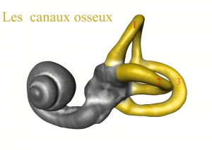 canaux_osseux