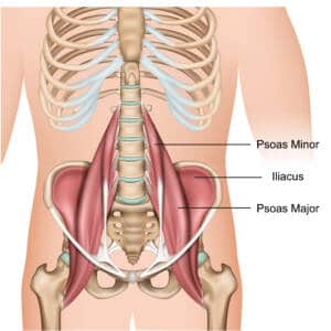 PSOAS - muscle